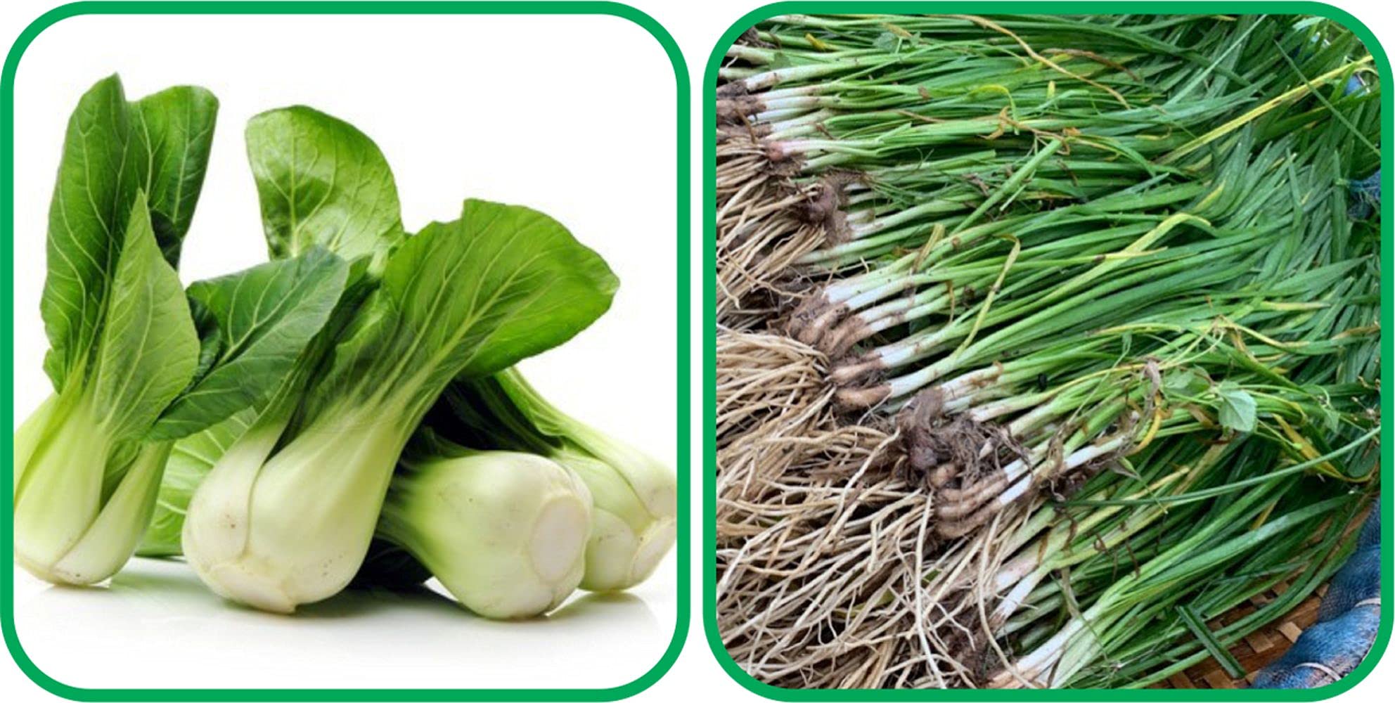 Aero Seeds Garlic Chives (50 Seeds) And Pak Choi (50 Seeds) Vegetable Seeds Pack (B0989Z5CXK) Amazon Price History, Amazon Price Tracker