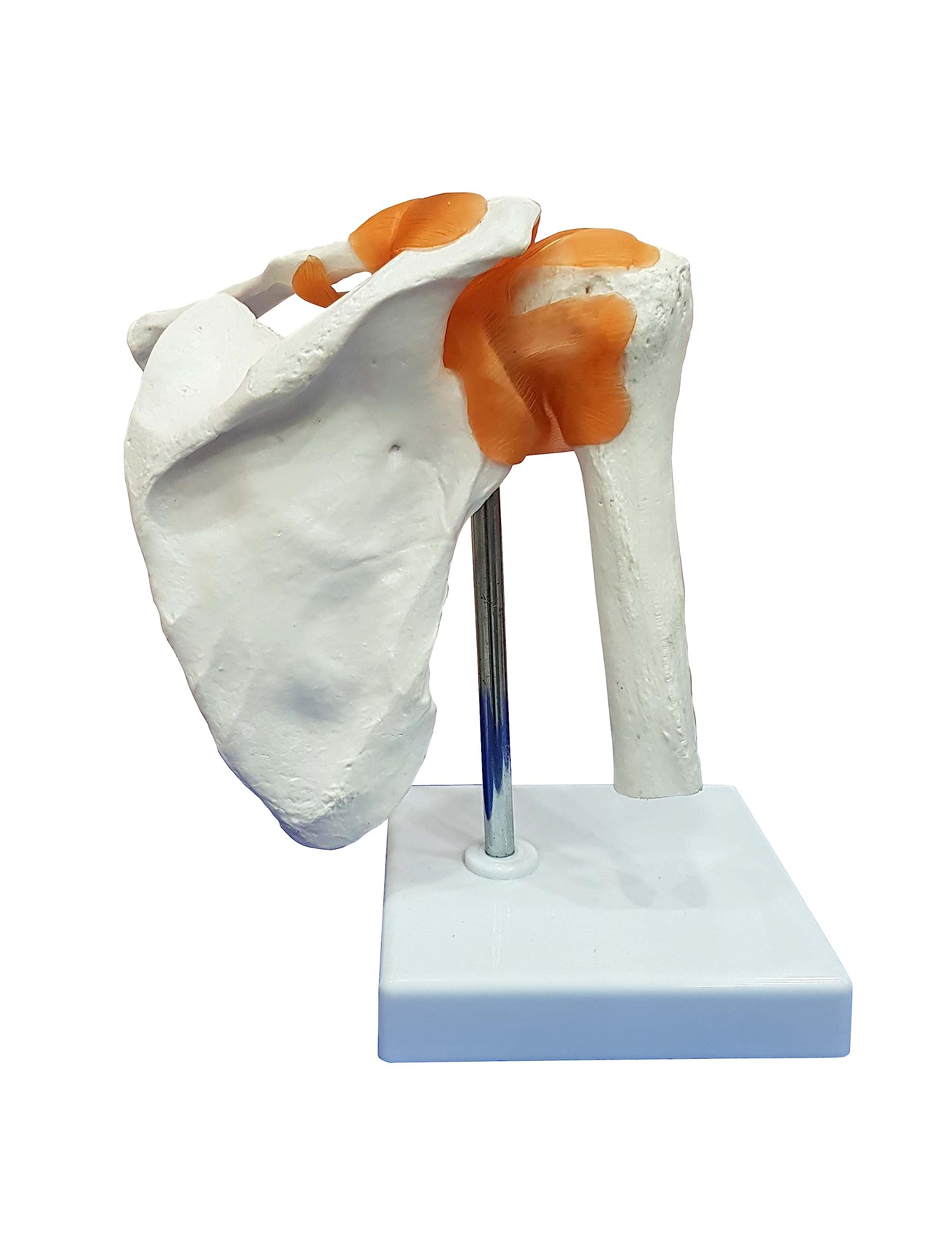TeachingNest | Shoulder Joint Model Flexible PVC Plastic | Anatomical Model
