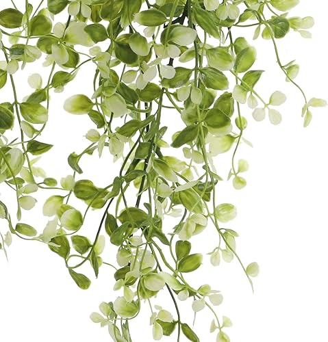 Arbusto Smilax colgante verde de dos tonos por Ashland