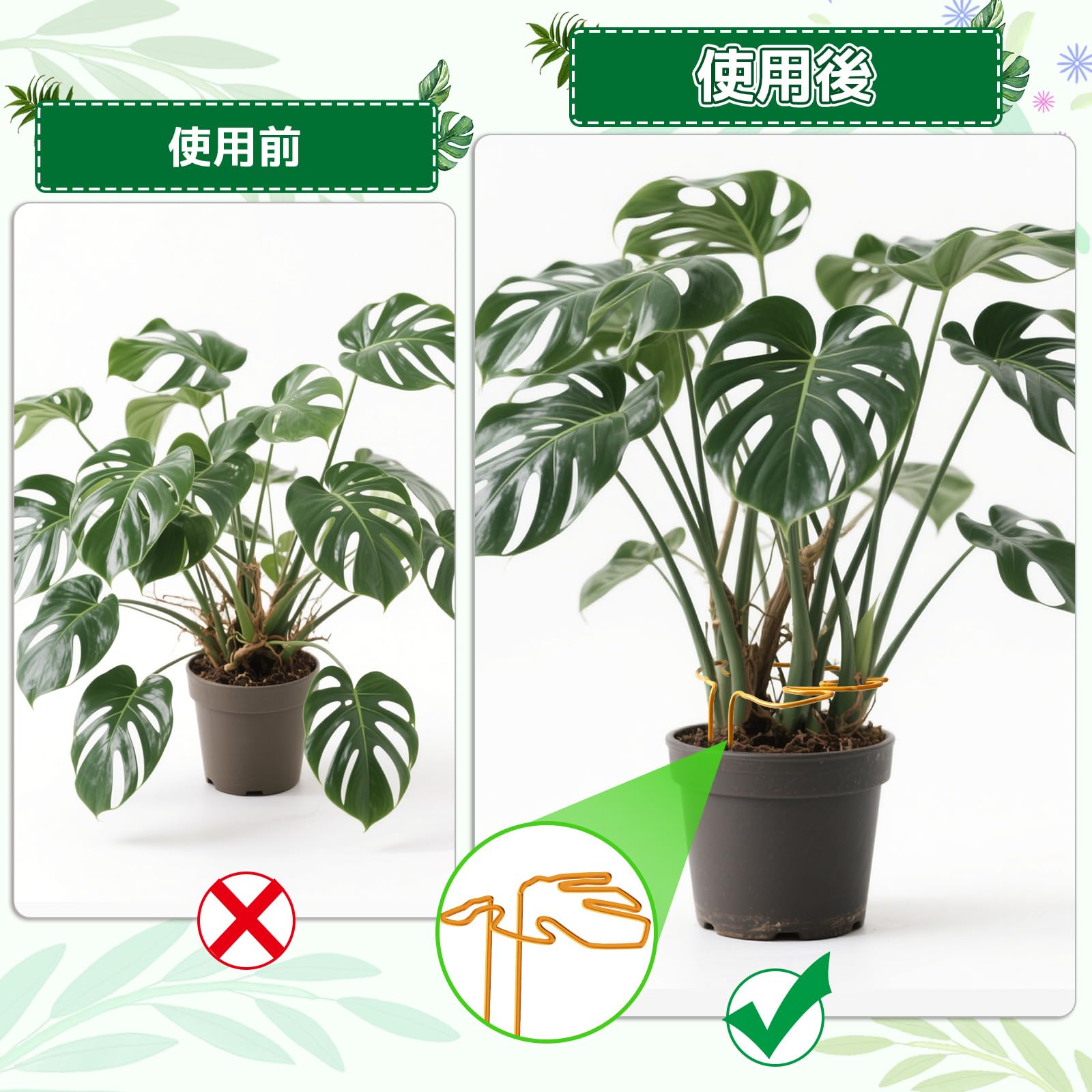 極希少 アミドリウム メディウム モンステラ 支柱 観葉植物 極めて希少 極希少 アミドリウム メディウム モンステラ 支柱 観葉植物 極めて希少