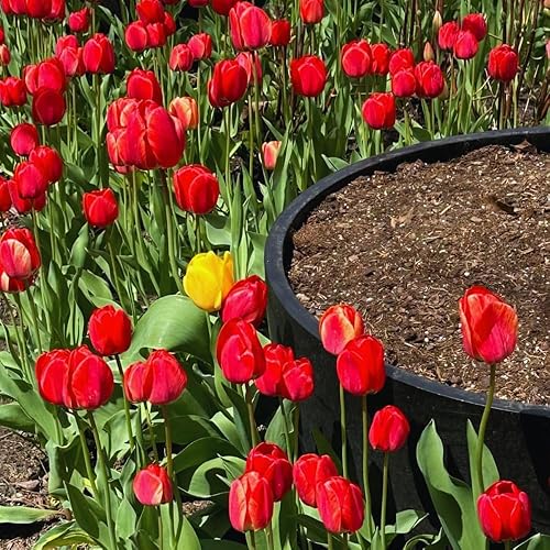 Miniatura 5 de 15 bulbos de tulipán grandes, bulbos de tulipán de loro negro para plantar en otoño, bulbos de flores perennes para cultivo de jardín, 15 bombillas,