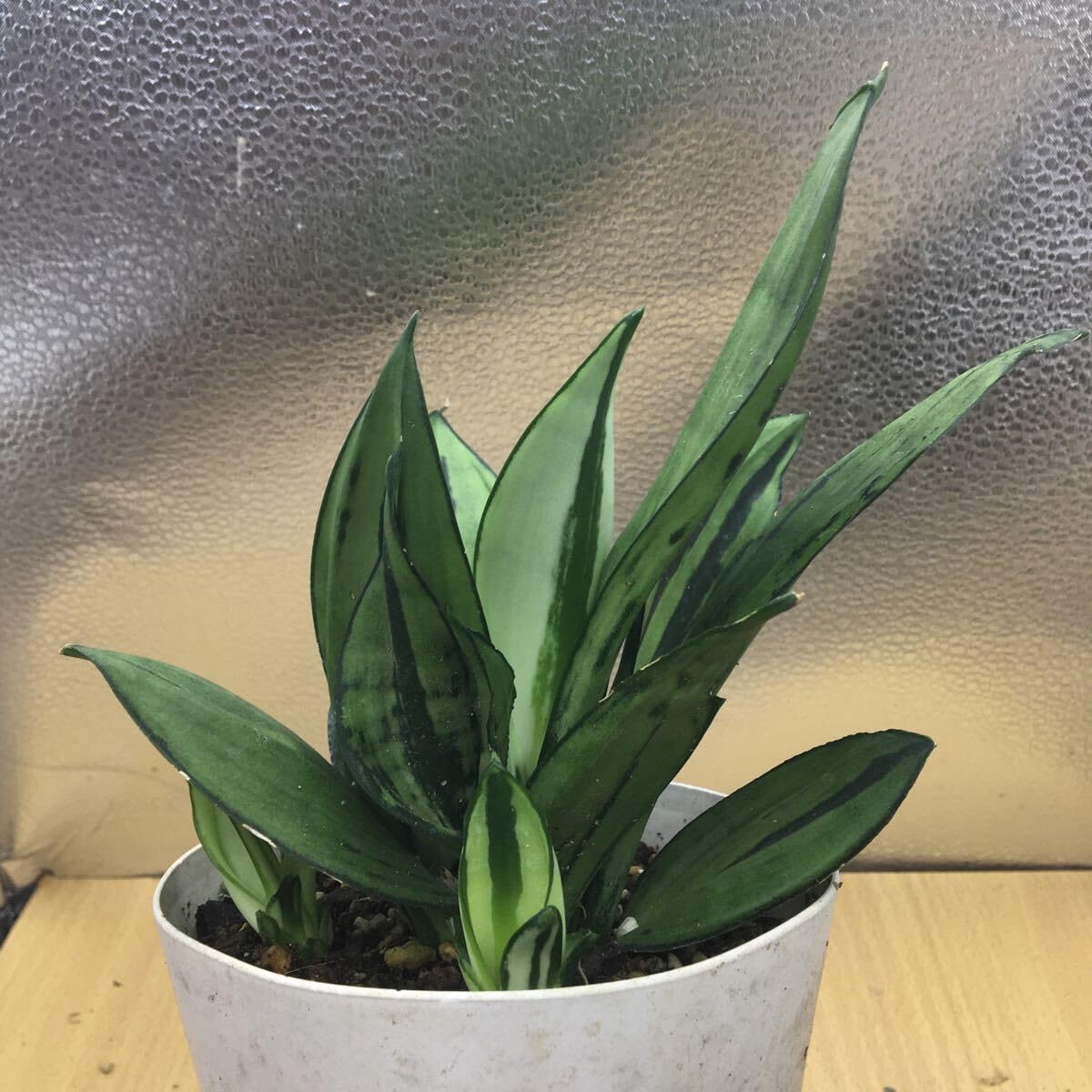 Amazon.co.jp: 超種 サンスベリア ムーンシャイン ブラジリアン