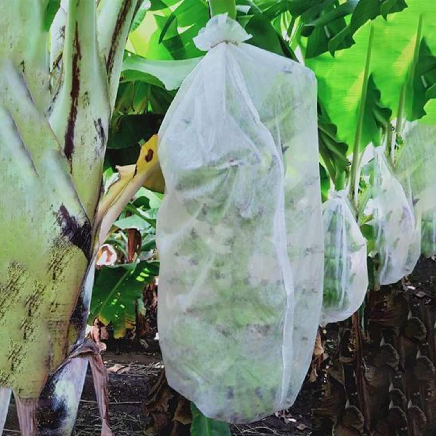 Nidy® Banana Bunch Cover 17 GSM – Crop Protection Tubing Cover for Banana Farming | UV Resistant Non Woven Fruit Protection Bag for Pest & Weather Protection Size 127x80CM (200, White)-image-39