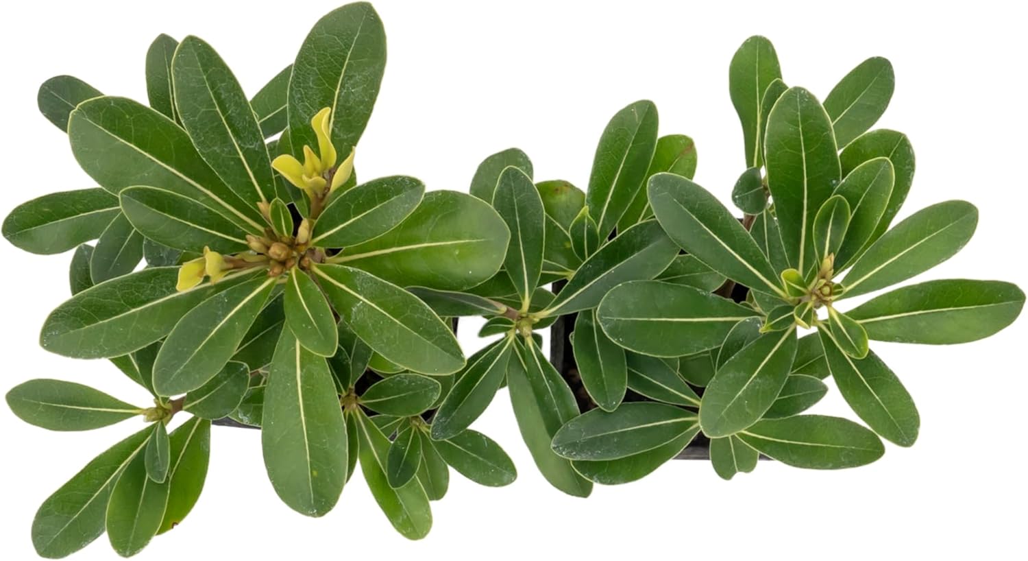 2 Wheeler’s Dwarf Shrubs | Live Plants in 2.5-inch Nursery Cubes | Pittosporum Tobira Variety | Hardy Drought-Tolerant Evergreen | Compact Hedges and Bushes for Home and Garden Landscaping