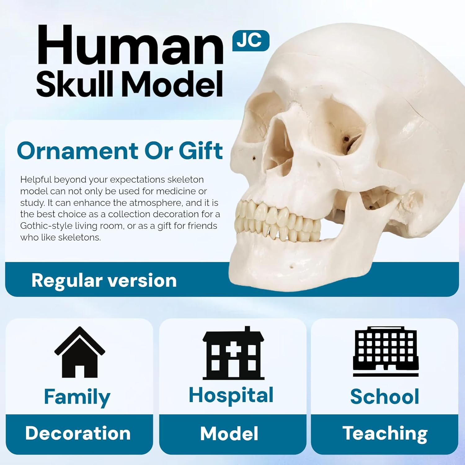 Human Skull Anatomy Model,Human Skull Model,Skeleton Anatomy Model,Human Body Model,for Anatomy and Physiology Study Tools and Anatomy Skeleton Model for Studying.(Regular & White)