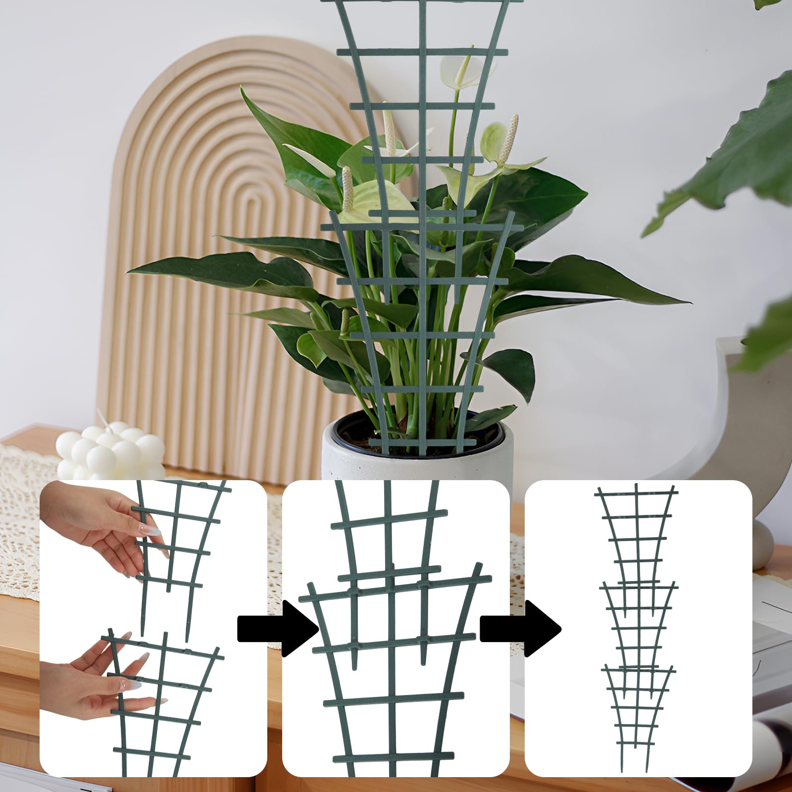 variegata pflanzen kaufen Monstera variegata