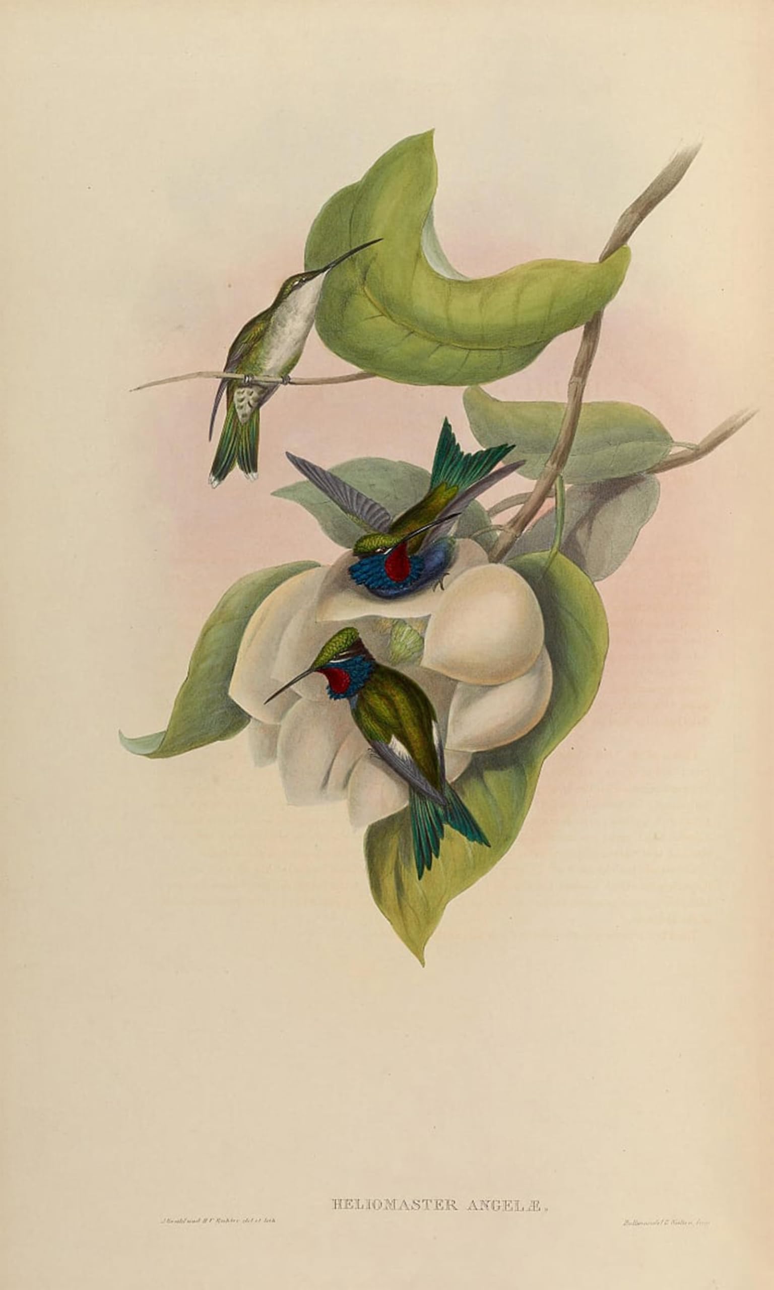 POSTERIIk Famous Modern Artwork Art Mural Animal Bird Heliomaster Angelae Heliomaster Furcifer by John Gould Oil Paintings Pictures for Home Decor 60x90cm