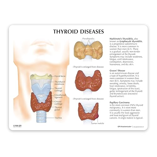 Miniatura 6 de GPI Anatomicals - Conjunto de modelos de tiroides, réplica con modelos de laringe y tiroides para la educación en anatomía y fisiología humana,