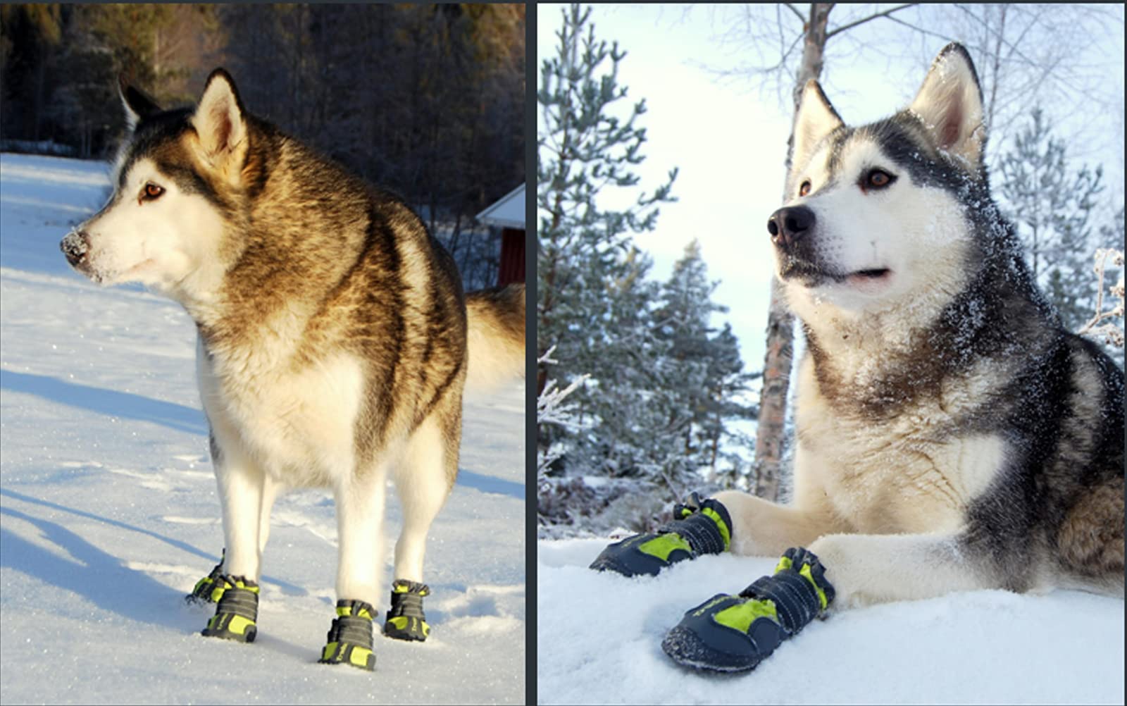 Do Huskies Need Boots In The Snow