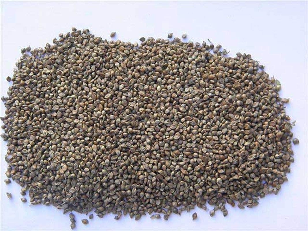 Amazon.com : Japanese Millet - Makes Great Seed-Heads for