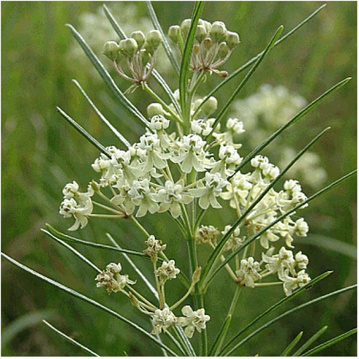 Everwilde Farms - 1 Oz Whorled Milkweed Native Wildflower Seeds - Gold Vault