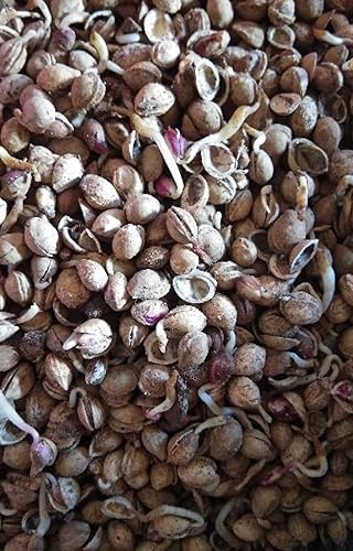 Miniatura 2 de 50 Semillas de Cerezo Negro Prunus Serotina Cerezo Enano