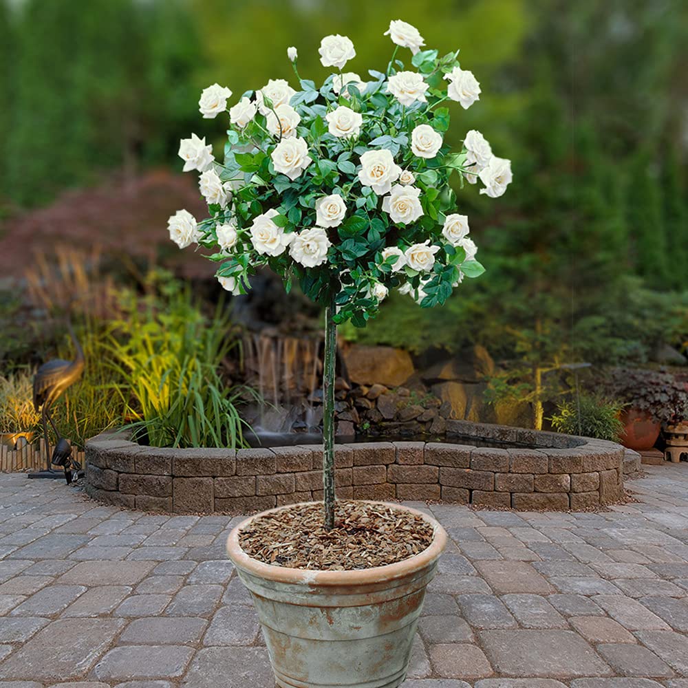 YouGarden x 2 White Rose Bushes 40cm Tall. Bare Root Rose Bushes for Outdoor. Ready to Plant Roses. Disease Resistant Easy to Grow Outdoor Plants for Gardens Patio Plants