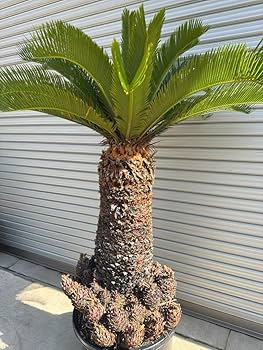 ⭐️【子株びっしり‼︎多頭ソテツ】⭐️美しい蘇轍　ソテツ　子株つき Amazon.co.jp: 蘇轍 ソテツ 子株大量！ ロックガーデン : DIY・工具