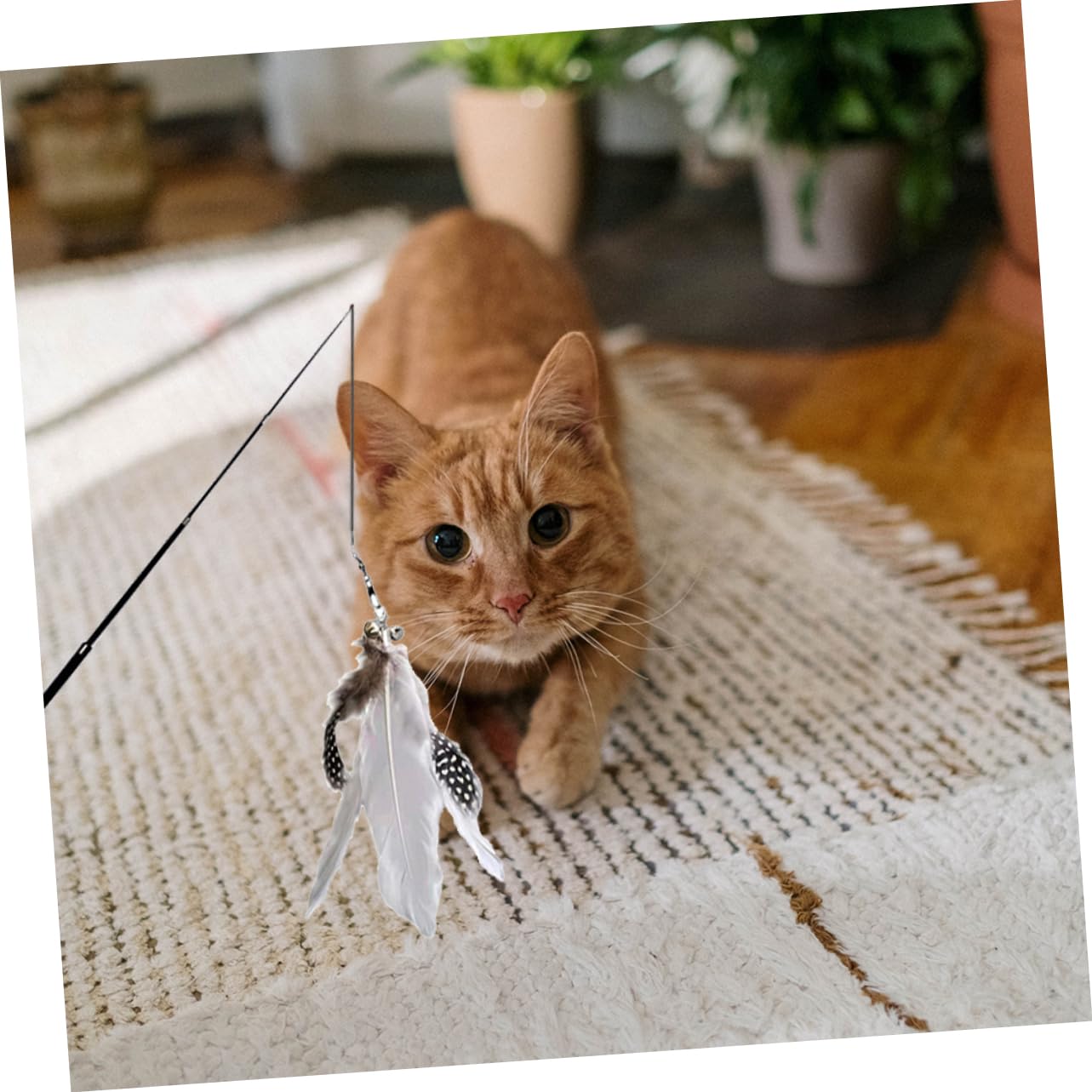 INOOMP 6pièces Téaser pour Chats Canne Interactif Télescopique avec Plumes Jouet Amusant pour Exercice Et des Chats
