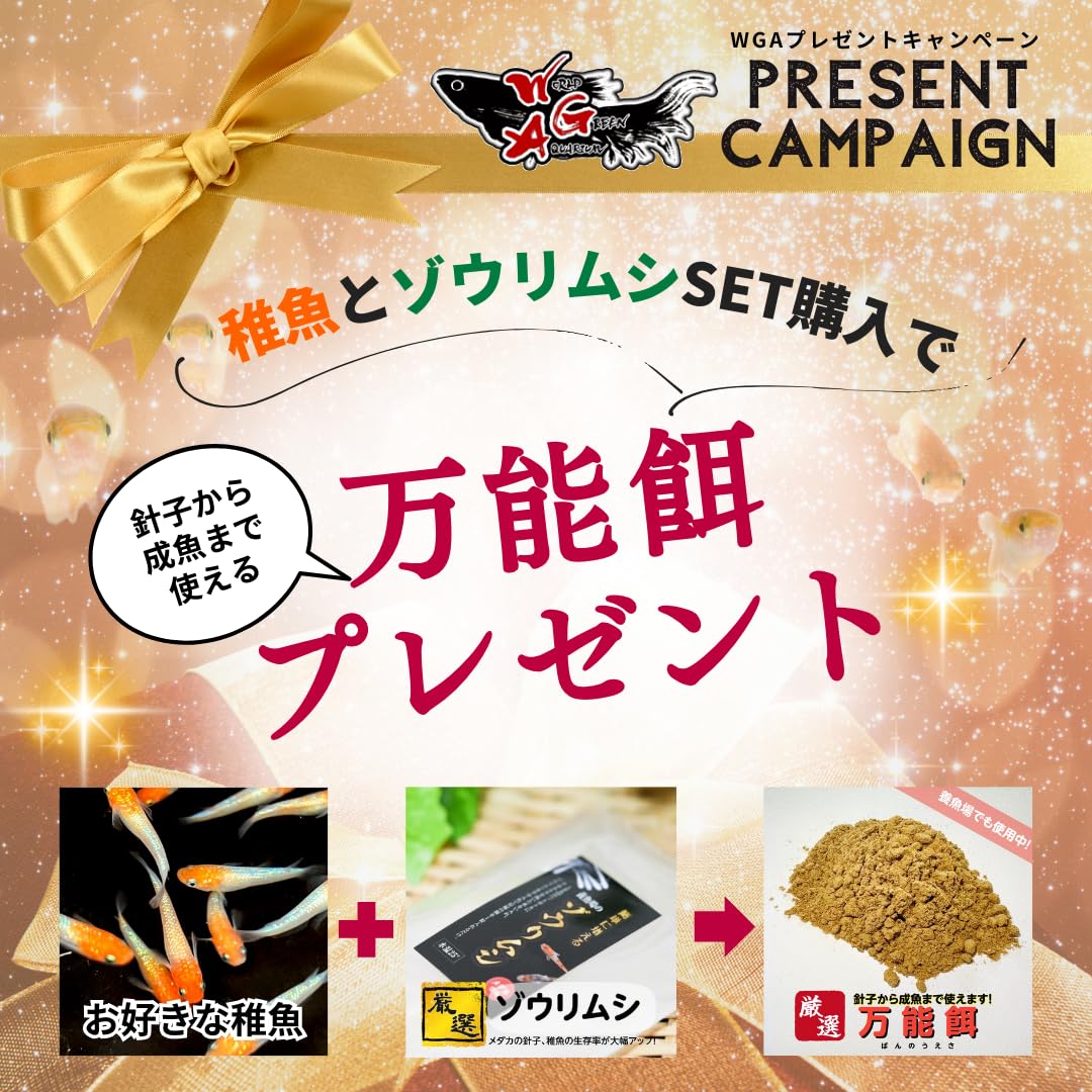 Amazon | 【10匹＋α】メダカ サファイア【めだか】S~SSサイズ 稚魚