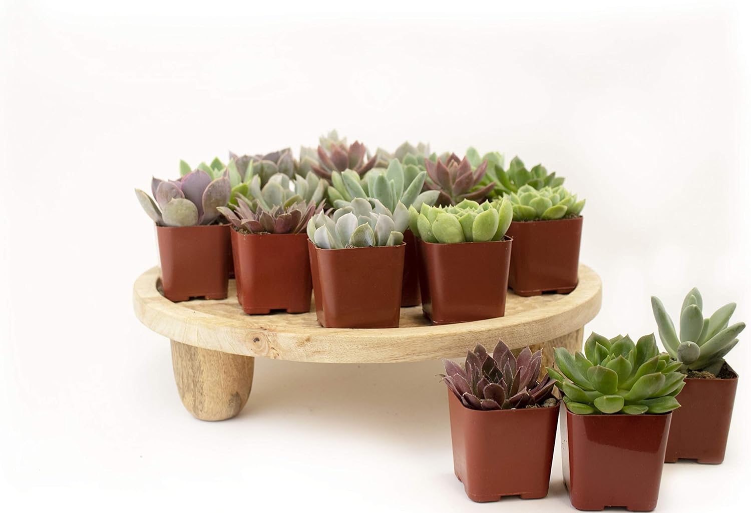 Leaf & Linen | 20-Pack Rosette Succulents | Fully Rooted-Live Indoor/Outdoor House Plant Easy Care Home and Office Décor, Set of 20,