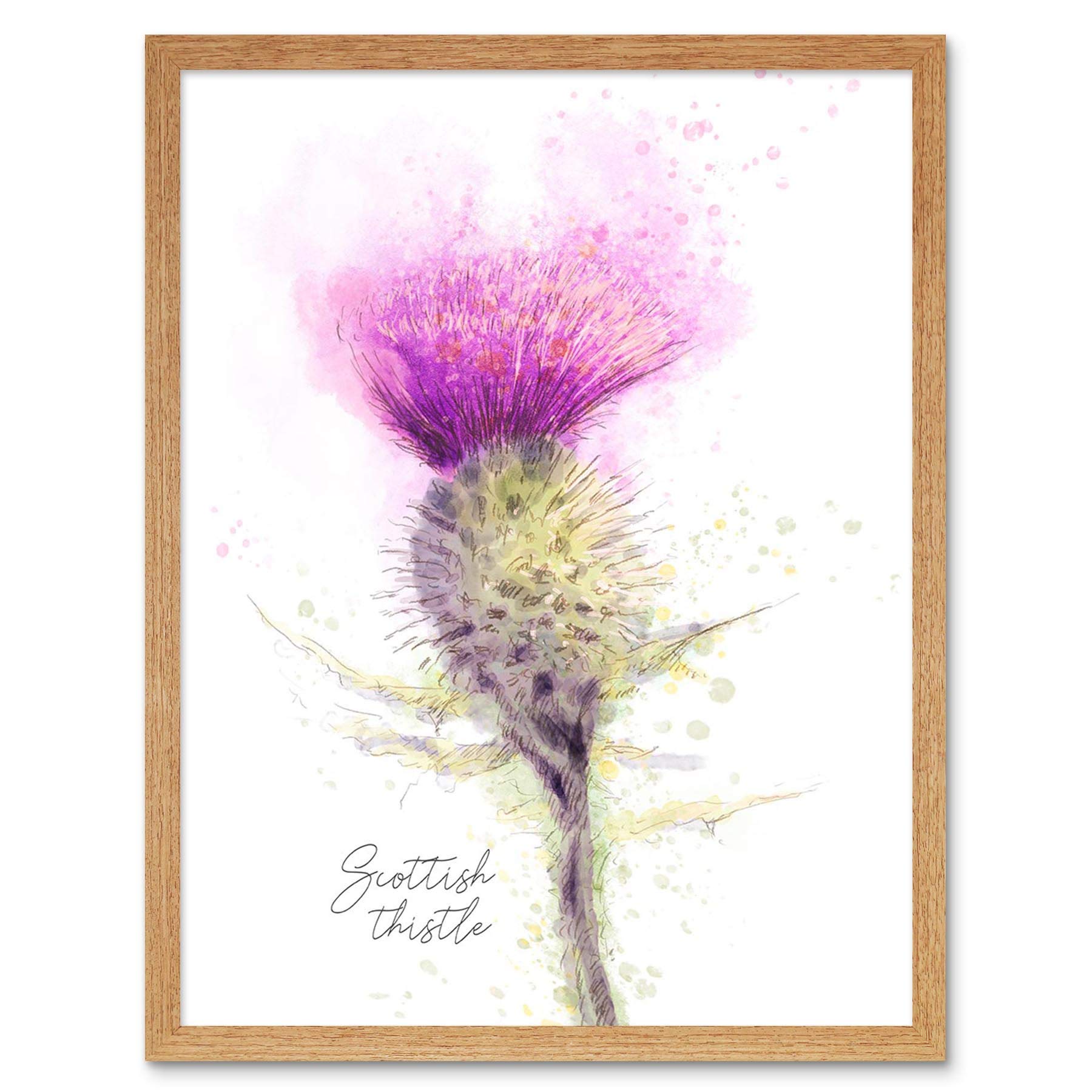 Wee Blue Coo Scottish Thistle Flower Head Watercolour Scotland Art Print Framed Poster Wall Decor 12X16 Inch