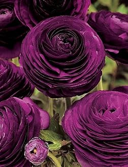 (5)Bulbs of Purple Ranunculus,We Will Ship as Soon as Possible, The Quality of The Products is Very Good, Buy with Confidence