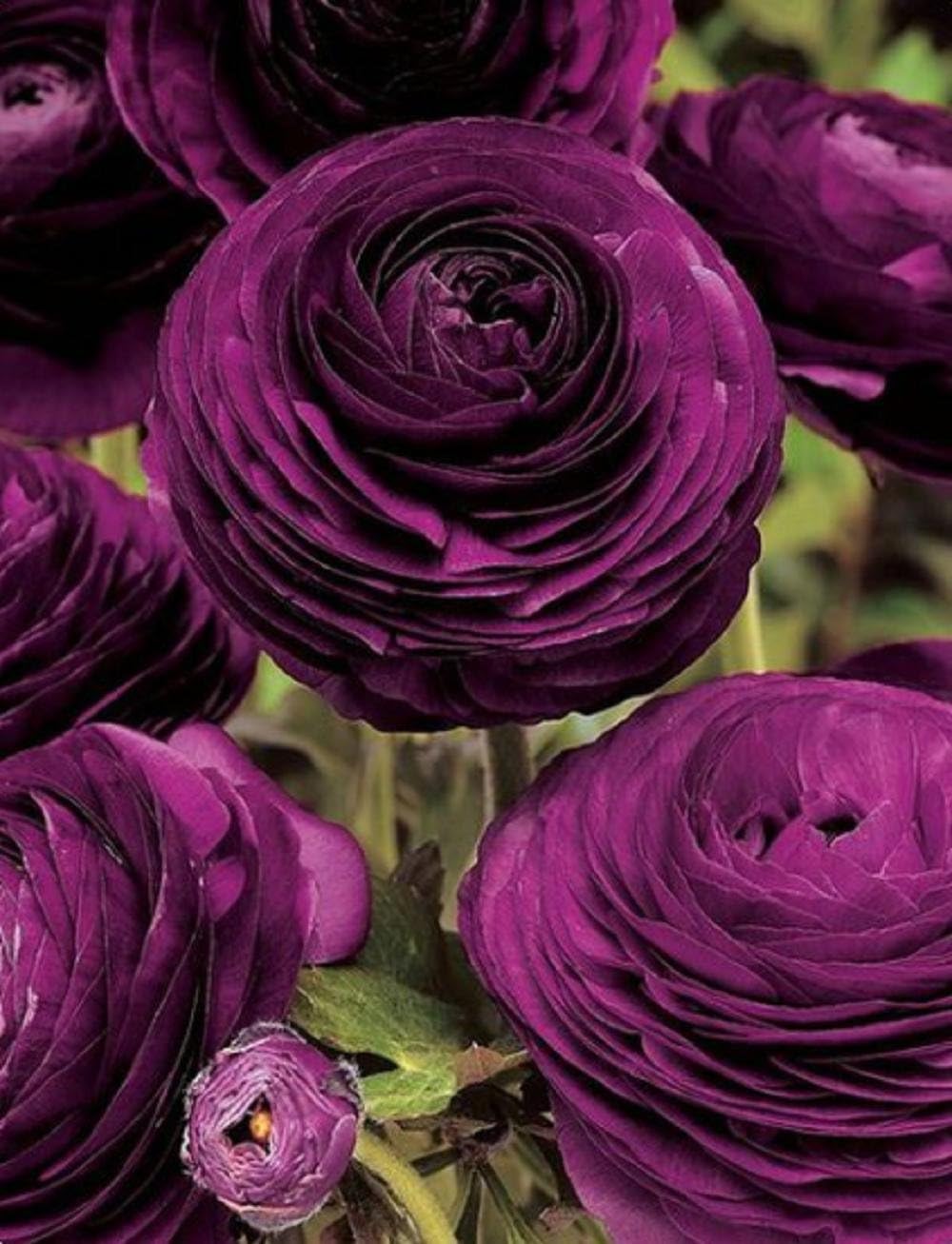 （5）Bulbs of Purple Ranunculus,We Will Ship as Soon as Possible, The Quality of The Products is Very Good, Buy with Confidence