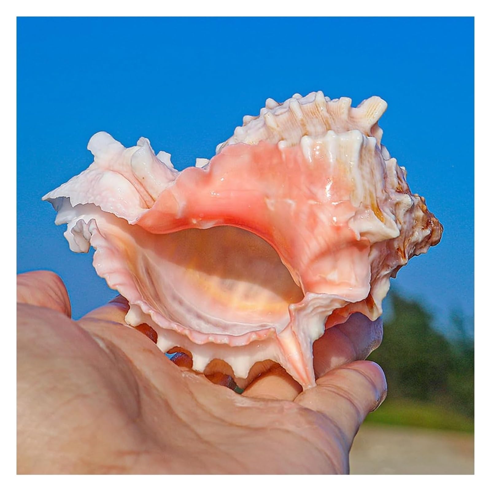 YKMYXZ shells， 6~7cm,Ocean Conch 6-9Cm Seashells Perfect for Wedding Decor Beach Theme Party And Fish Tank(6~7cm)