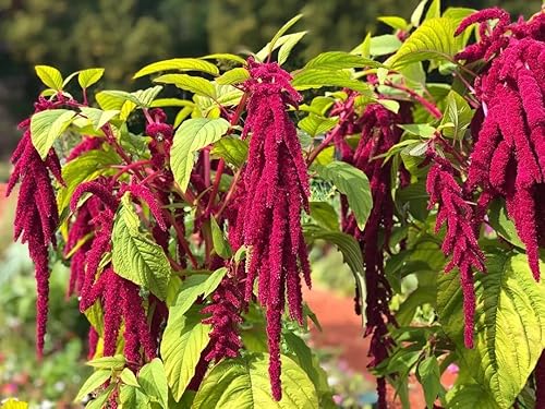 Miniatura 3 de Zorra Amaranto Amaranto Caudatus Semillas para plantar más de 400 semillas Amaranto de cola roja Plantas de jardín exóticas