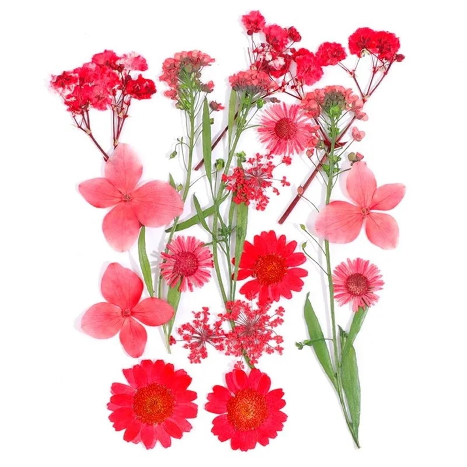Fiori Pressati ed Essiccati Fiori pressati secchi misti