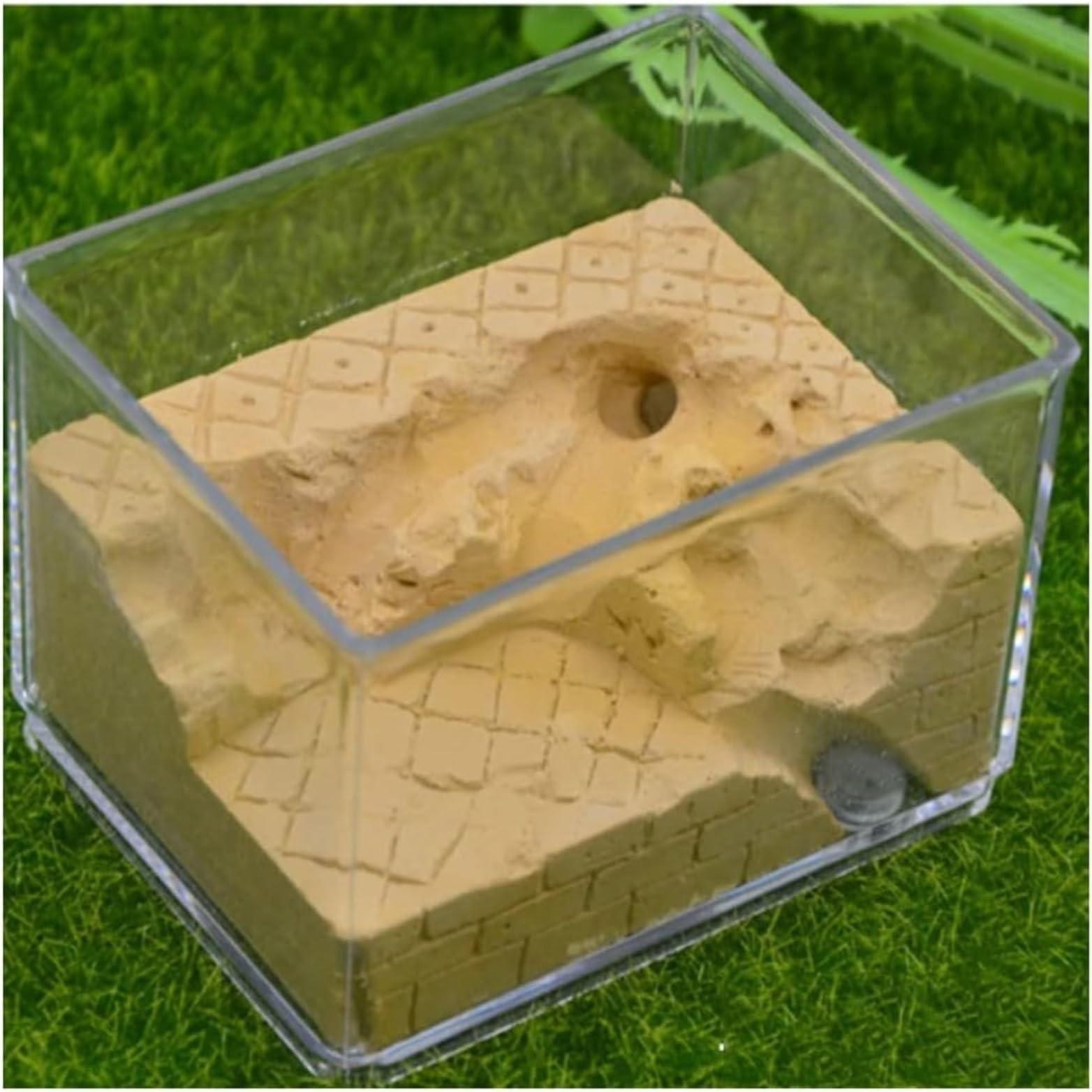 Plaster Ant Nest