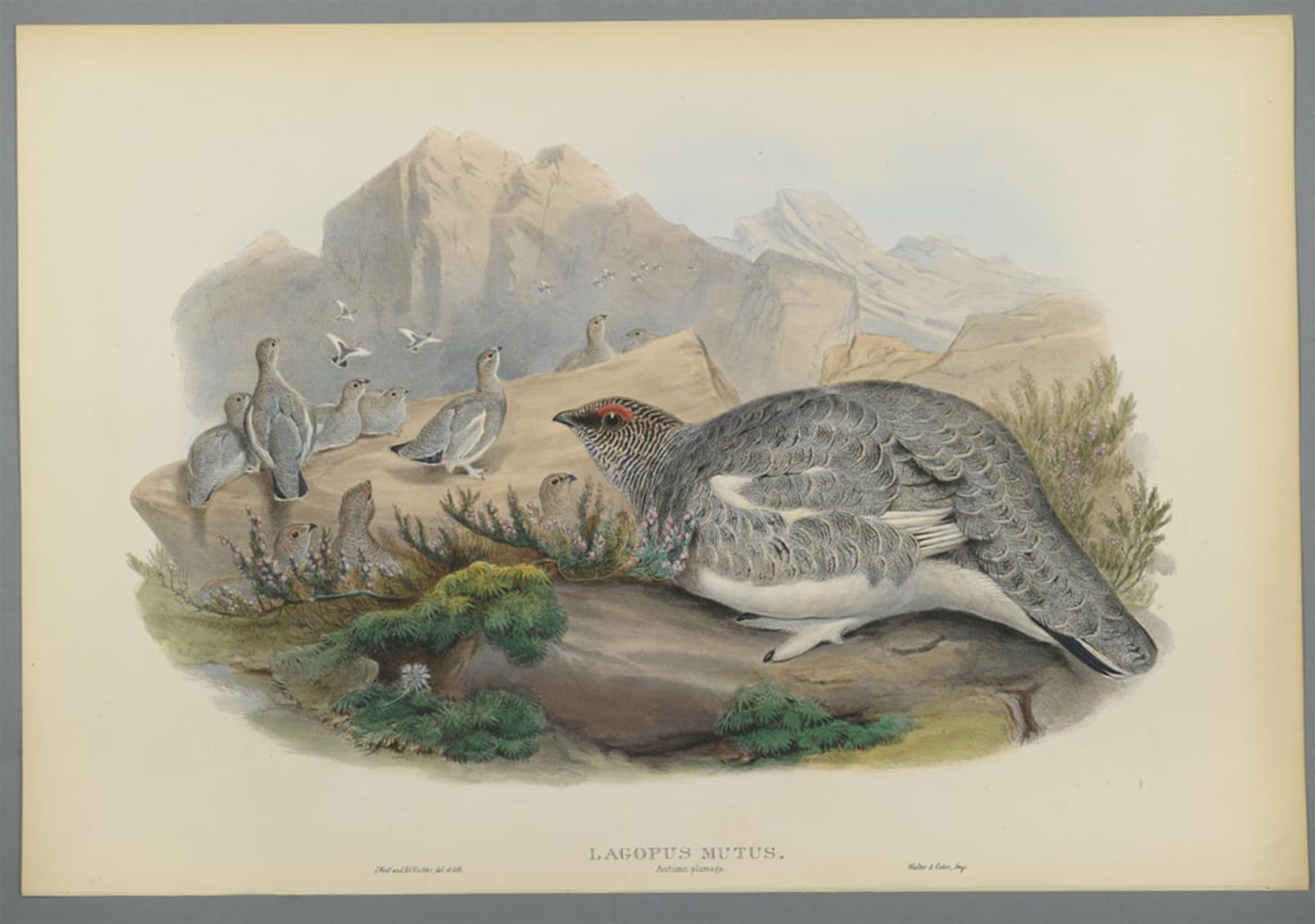 SERENDIPITP Aesthetic Poster Photo Wall Print Retro Picture Animal Bird Lagopus Mutus Autumn Plumage Common Ptarmigan by John Gould Modern Wall Artwork for Home Decor 60x90cm