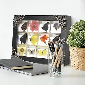 12 Pcs Insect in Resin Specimen Bugs Collection Paperweights, Resin Insects Specimen Frame Decoration for Tabletop Wall Art Decoration Scientific Educational Display Supplies (12 PCS Butterflies)