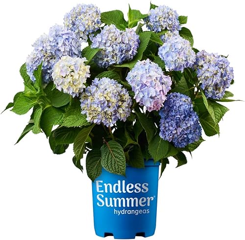 Vista 17 de Endless Summer Bloomstruck Hydrangea (2 galones) y Summer Crush Hydrangea Shrub (2 galones) Bundle