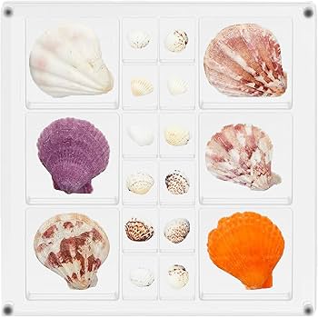 貝殻　コレクション 発掘貝殻コレクション - メルカリ