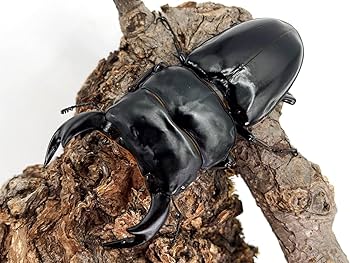 インドアンタエウス、クワガタフィギュア インドアンタエウス、クワガタフィギュア インドアンタエウス