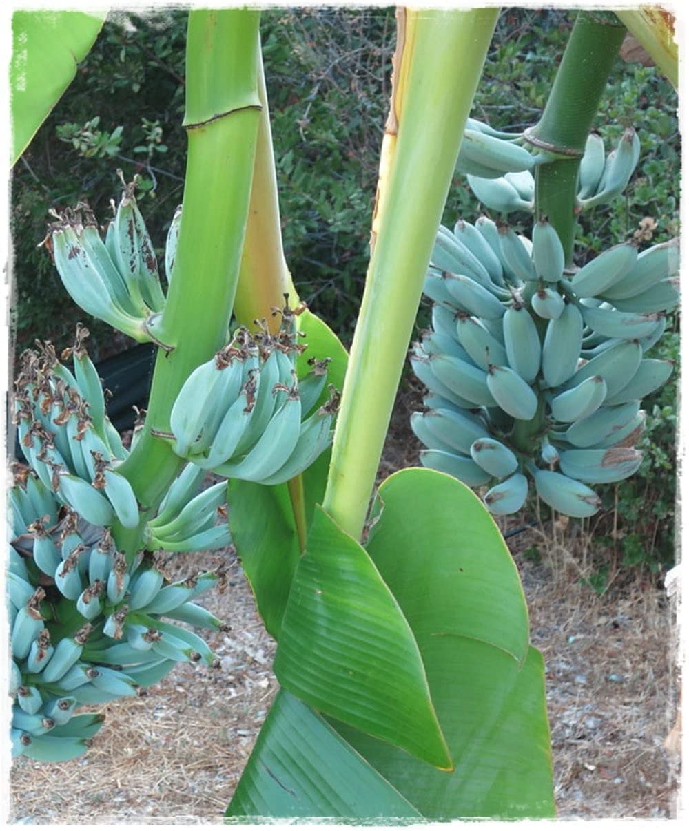 See full amazon price history chart for Sarika Nursery Plant Java Banana/Ice Cream Banana All Season (1 Healthy Live Fruit Plant) Sarika Nursery Plant Java Banana/Ice Cream Banana All Season (1 Healthy Live Fruit Plant) (B0BZ5G8B7L) Amazon Price History, Amazon Price Tracker