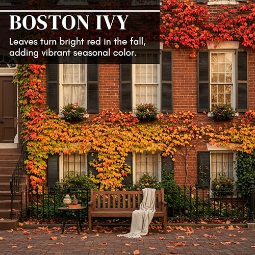 Miniatura 2 de 20 semillas de hiedra de Boston para plantar - Hiedra enredadera japonesa - Se envía desde Iowa, EE. UU