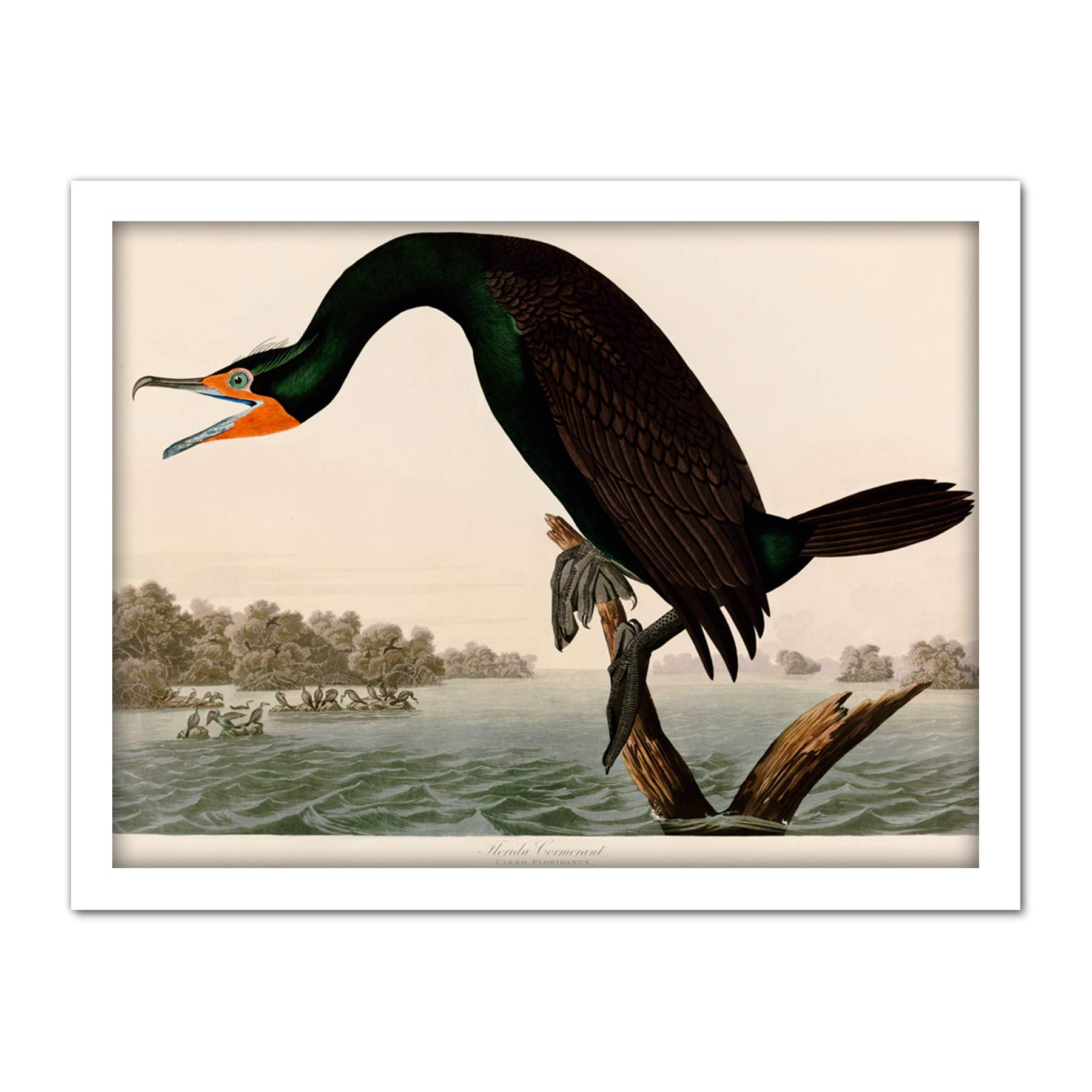 Artery8 Audubon Birds Florida Cormorant Painting Artwork Framed Wall Art Print 18X24 Inch