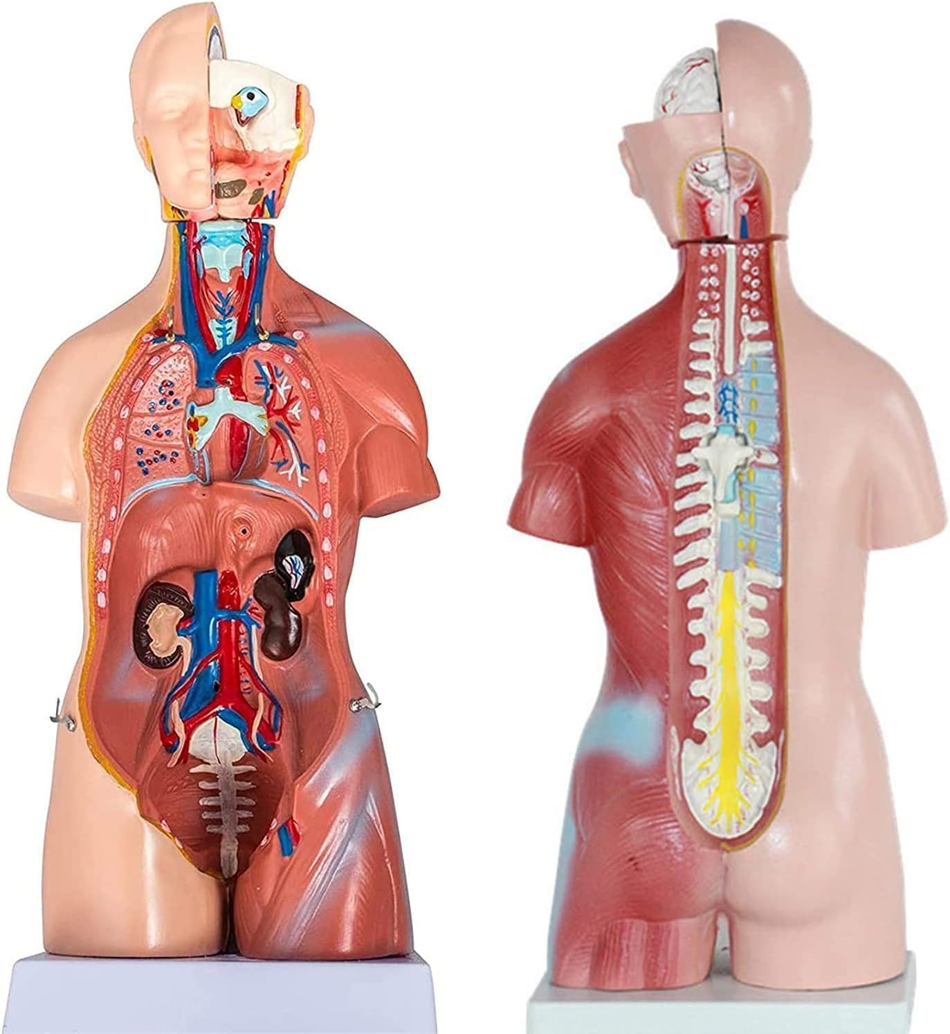 Modelo de torso humano con órganos extraíbles, modelo anatómico corporal de 23 piezas para enseñar educación