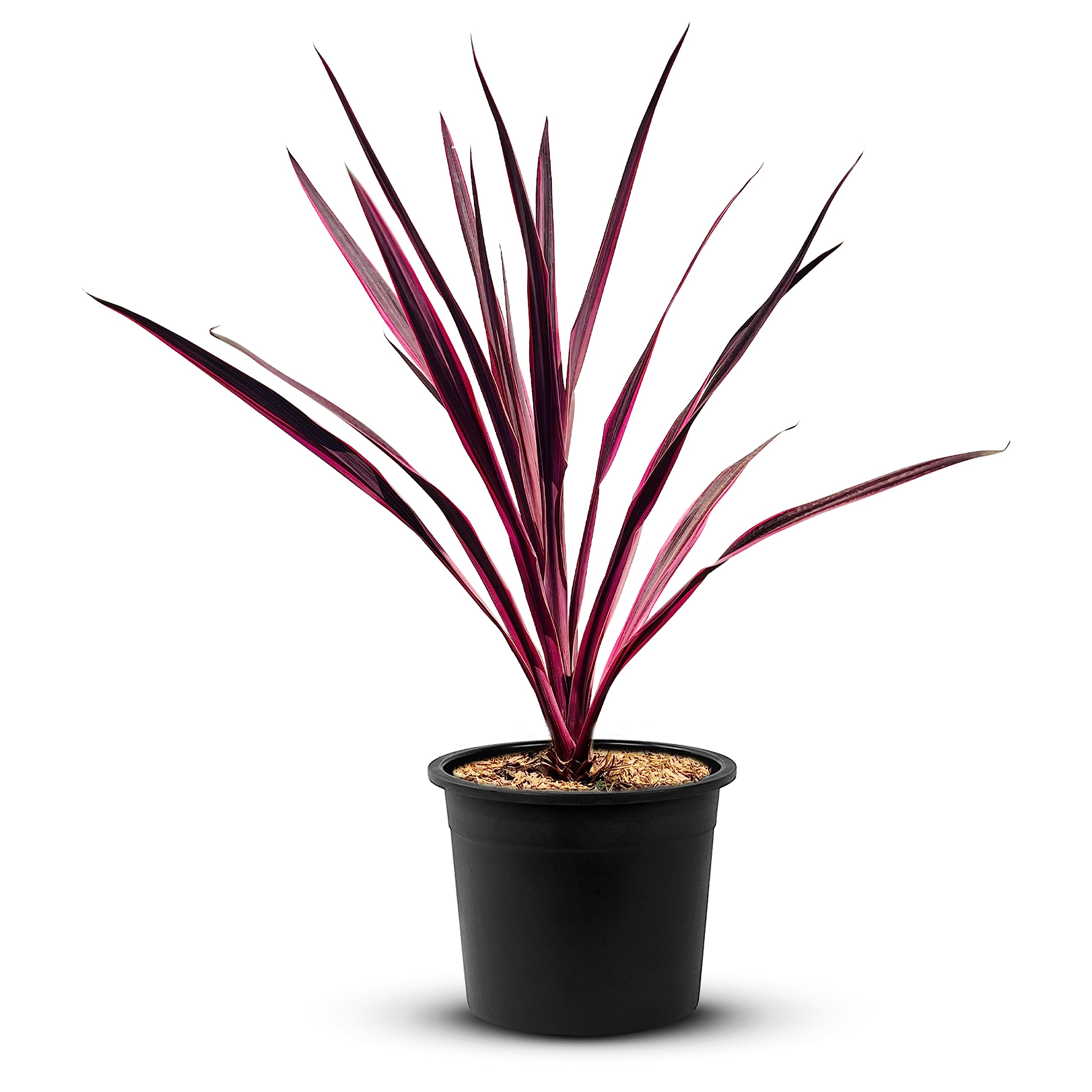 TROPICTREES Cordyline Pink Passion Palme | 50cm Hhe | Lebendige pinke  Bltter Immergrne Palme | Pink Elegance ppiges Laub Outdoor Cordyline  Pflanze : Amazon.de: Kche, Haushalt & Wohnen