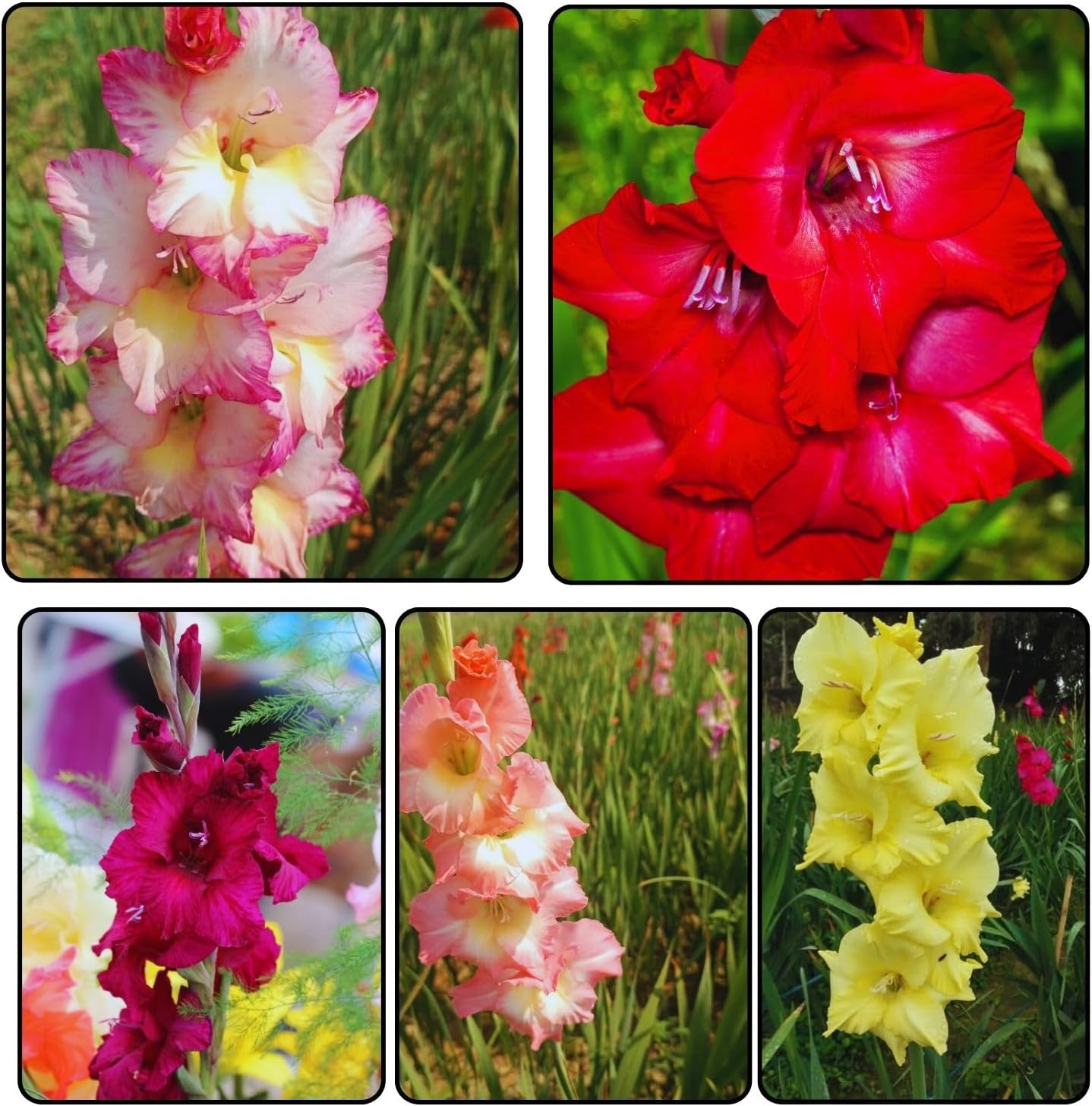 Gladiolus | Mix Of 5 Color | 12 Bulbs | Double Petal Flower | Bold Size Bulb | Flower Bulb | Home Gardening | 95% Germination Rate | Best Color Combination