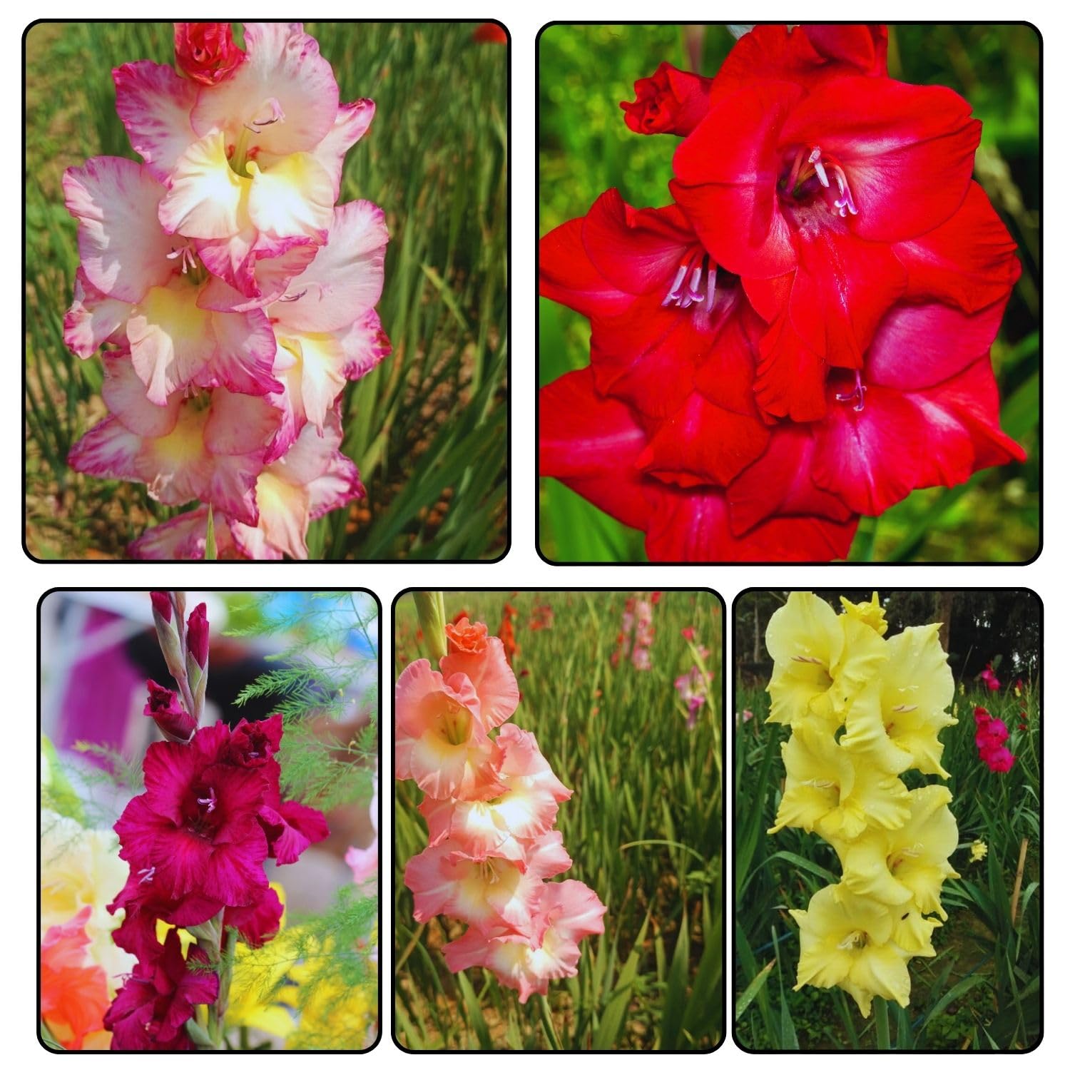 BEEJHUB PLUS - Gladiolus | Mix Of 5 Color | 12 Bulbs | Double Petal Flower | Bold Size Bulb | Flower Bulb | Home Gardening | 95% Germination Rate | Best Color Combination
