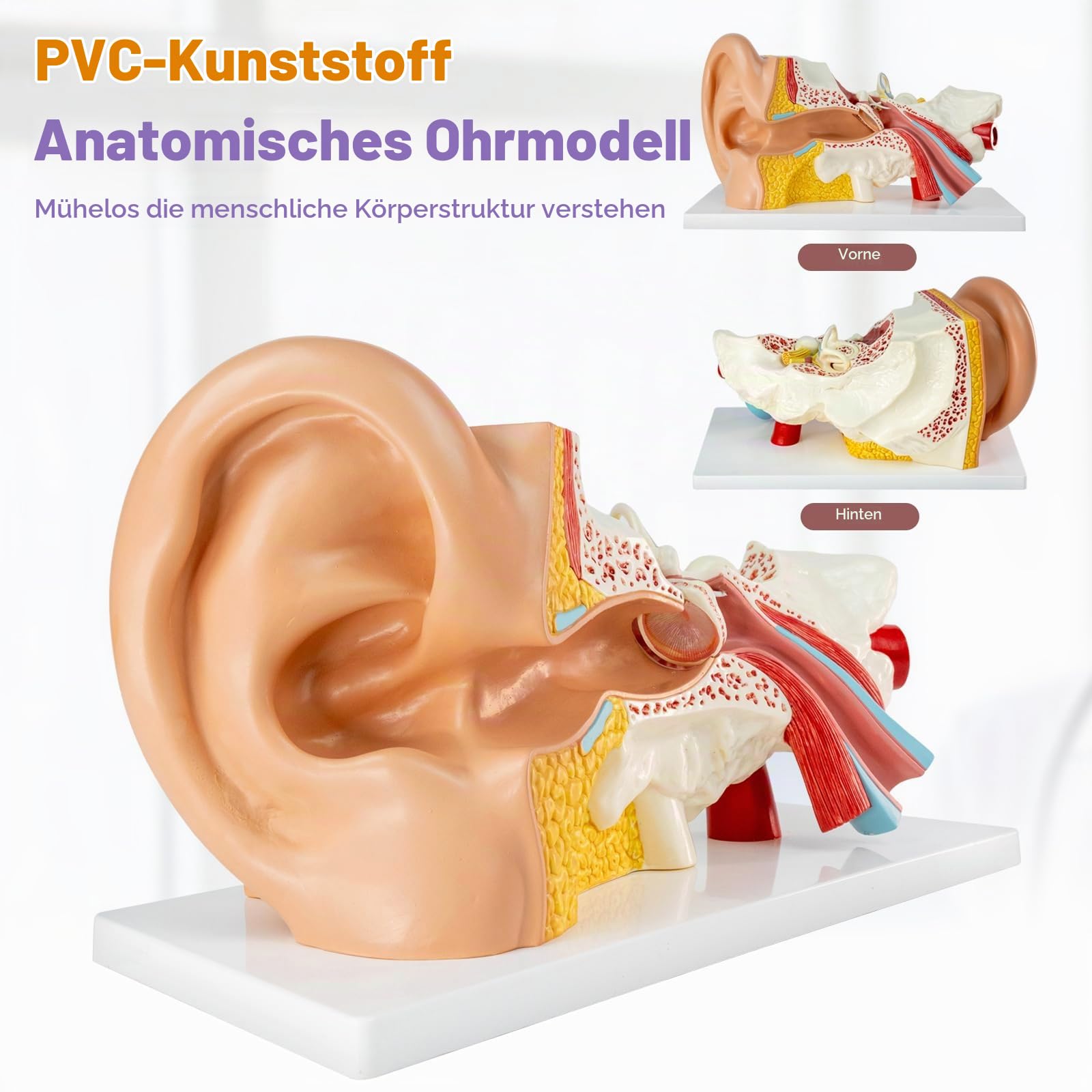3X Vergrößerung 4-Teil Ohr Anatomisches Modell Äußeres mittleres Innenohr Modell für medizinische Anatomie und Physiologie Studie Forschung Lehre Display mit Basis, vergrößerte menschliche Ohr Modell