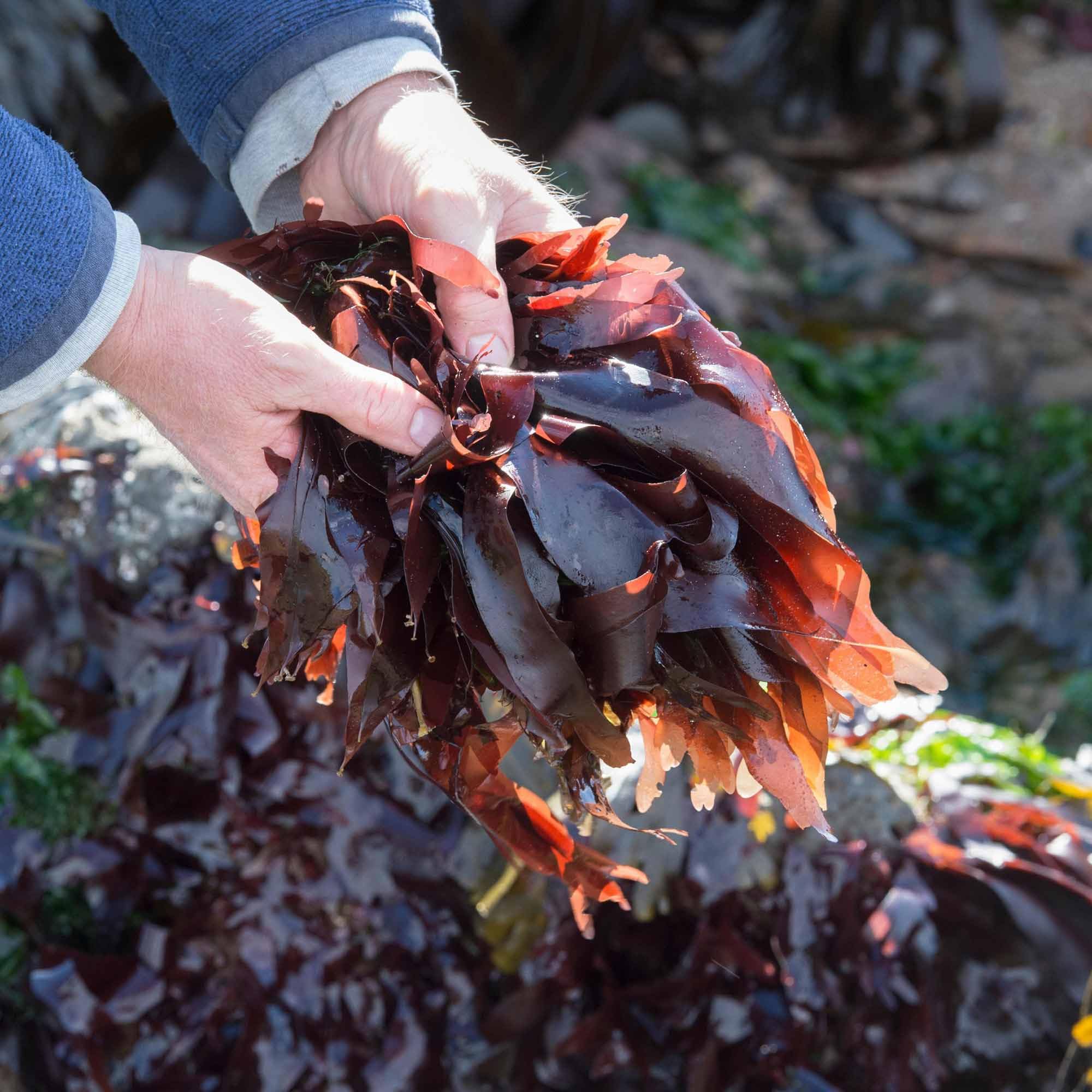 Bio Alga Dulse Copos 2 mm | 50 g de Atlántico Norte | Palmaria palmata es rica en vitamina B12 | ALGALICIOUS Algas irlandesas silvestres y recolectadas manualmente