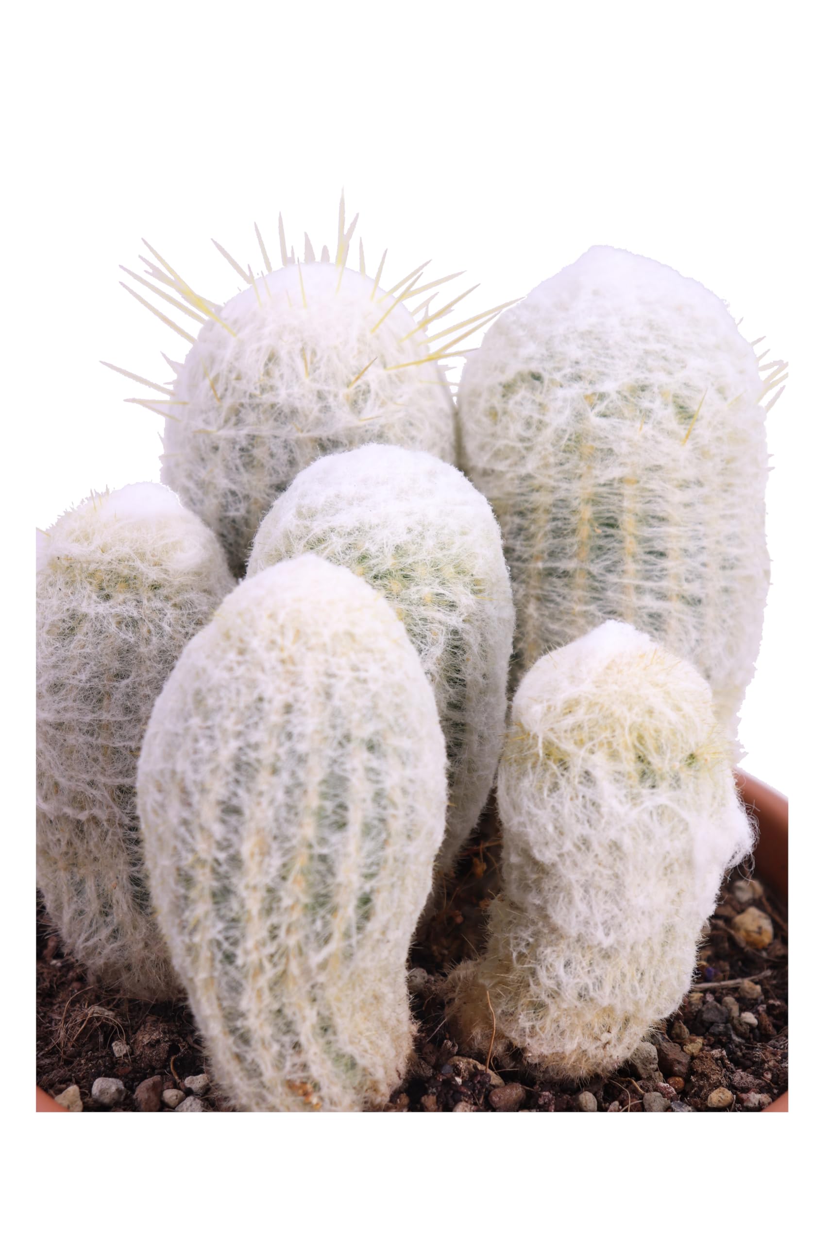 Pianta di Espostoa Nana Pianta di Cactus Lanoso pianta grassa Cactus globulare pianta da esterno pianta da interno pianta ornamentale pianta vera venduta da eGarden.store