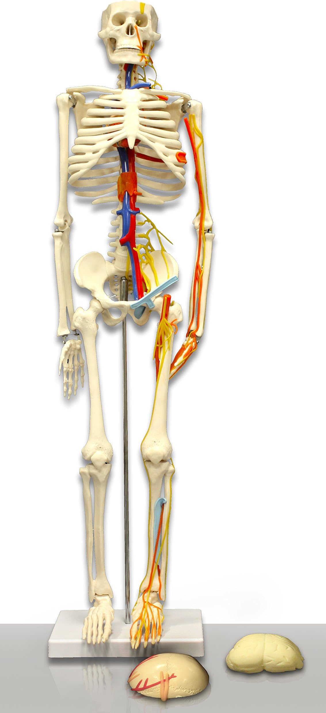Vision Scientific VAS241 85CM Human Skeleton with Nerves Arteries