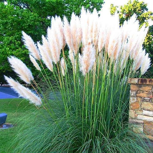 Miniatura 6 de Hierba de las Pampas  Cortaderia Selloana  10 Plantas Vivas  Follaje Ornamental Floración