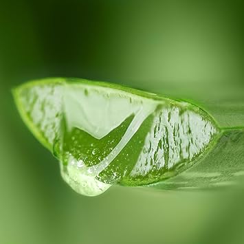 Absolute Aromas Aloe Vera Gel 1kg – Soothing and Hydrating Moisturiser for Skin and Hair