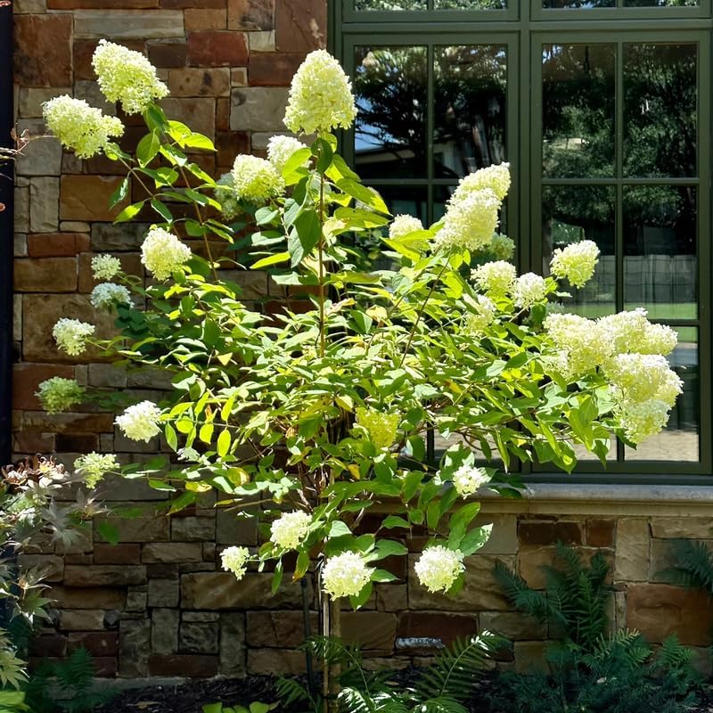 Hydrangea Plant Live for Planting, 7-12" Tall, Hydrangea Tree Live Plant in Pot, Hydrangea Flowers (Lime Hydrangea)