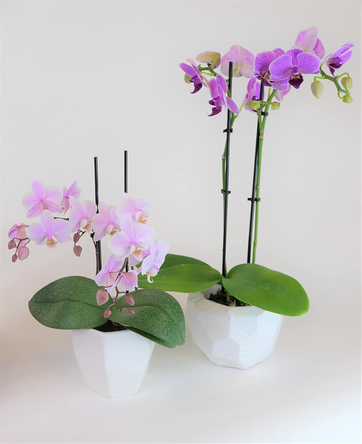 Athena's Garden Two Sets of Live Orchid Plants, Light Pink & Purple Double Spike Phalaenopsis in Container