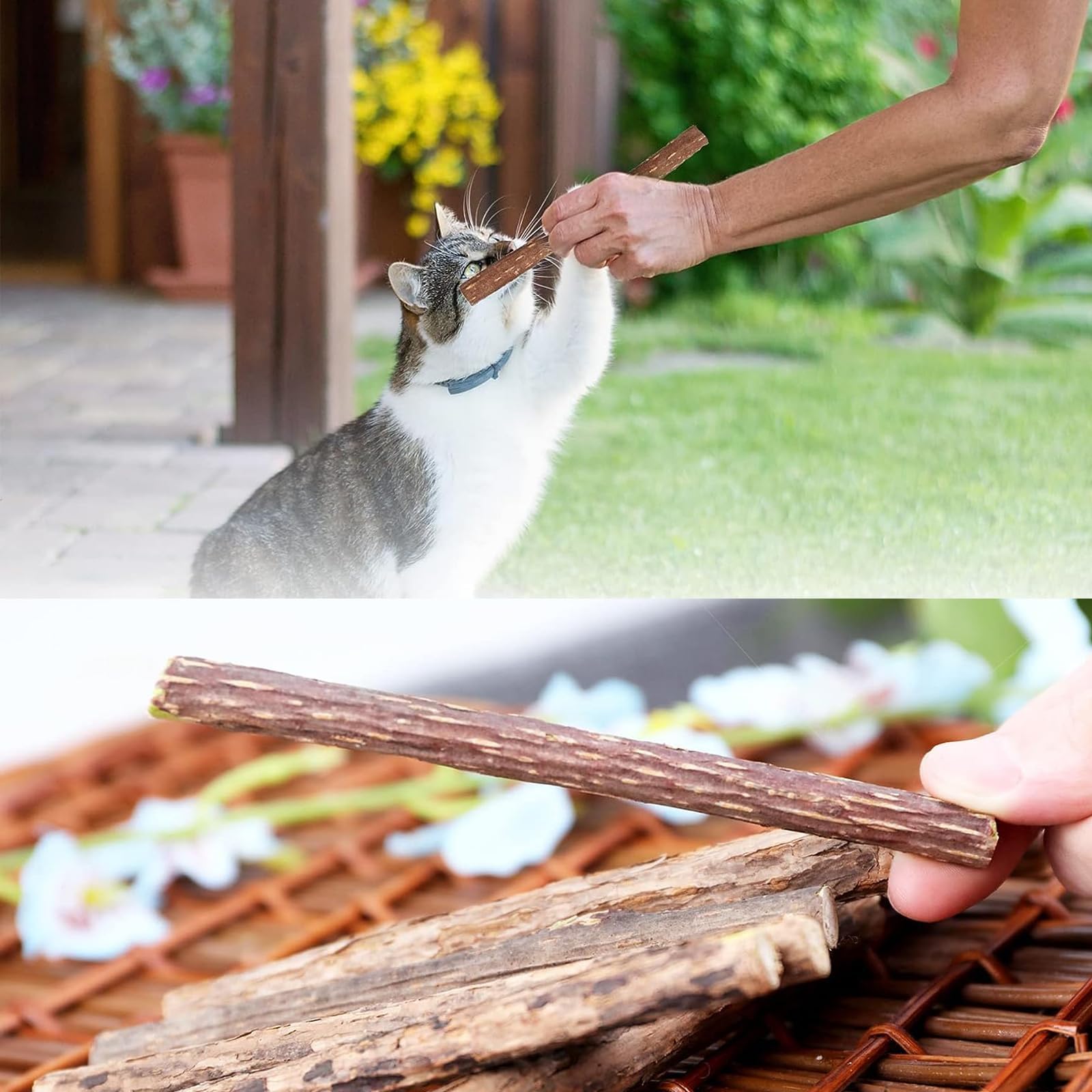 6 Stück Katzenminze Sticks – Natürliche Kauhölzer Für Zahnpflege, Gegen Mundgeruch & Zur Entspannung