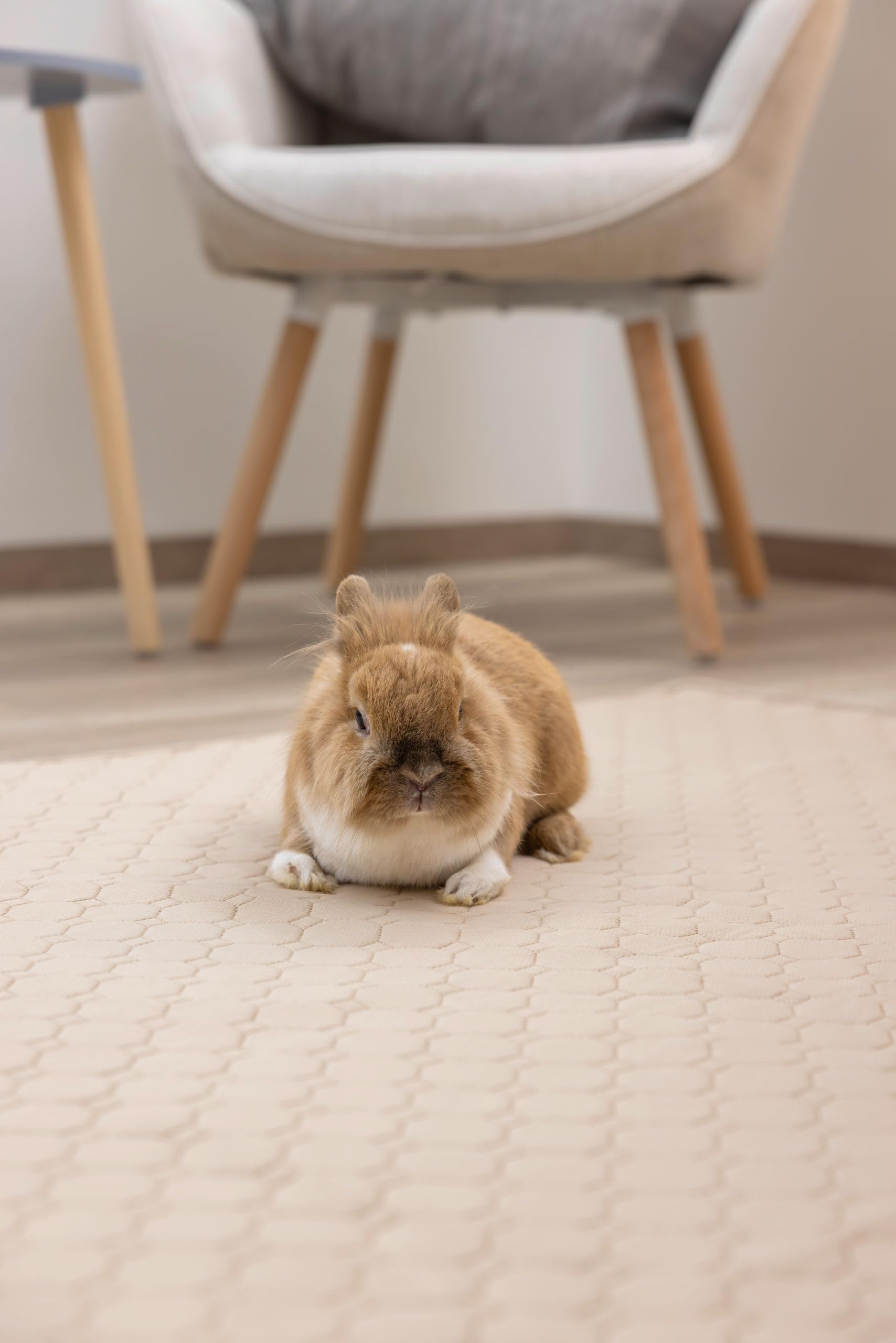 Kerbl Pet Tapis urinaire Lavable, pour Lapins et rongeurs, Absorbant et hygiénique, Lavable à 60 °C, Dessous étanche, Marron, 200x120 cm